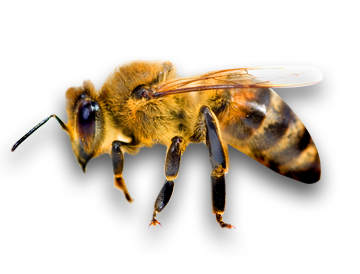 Bee PNG image, free bee picture PNG download