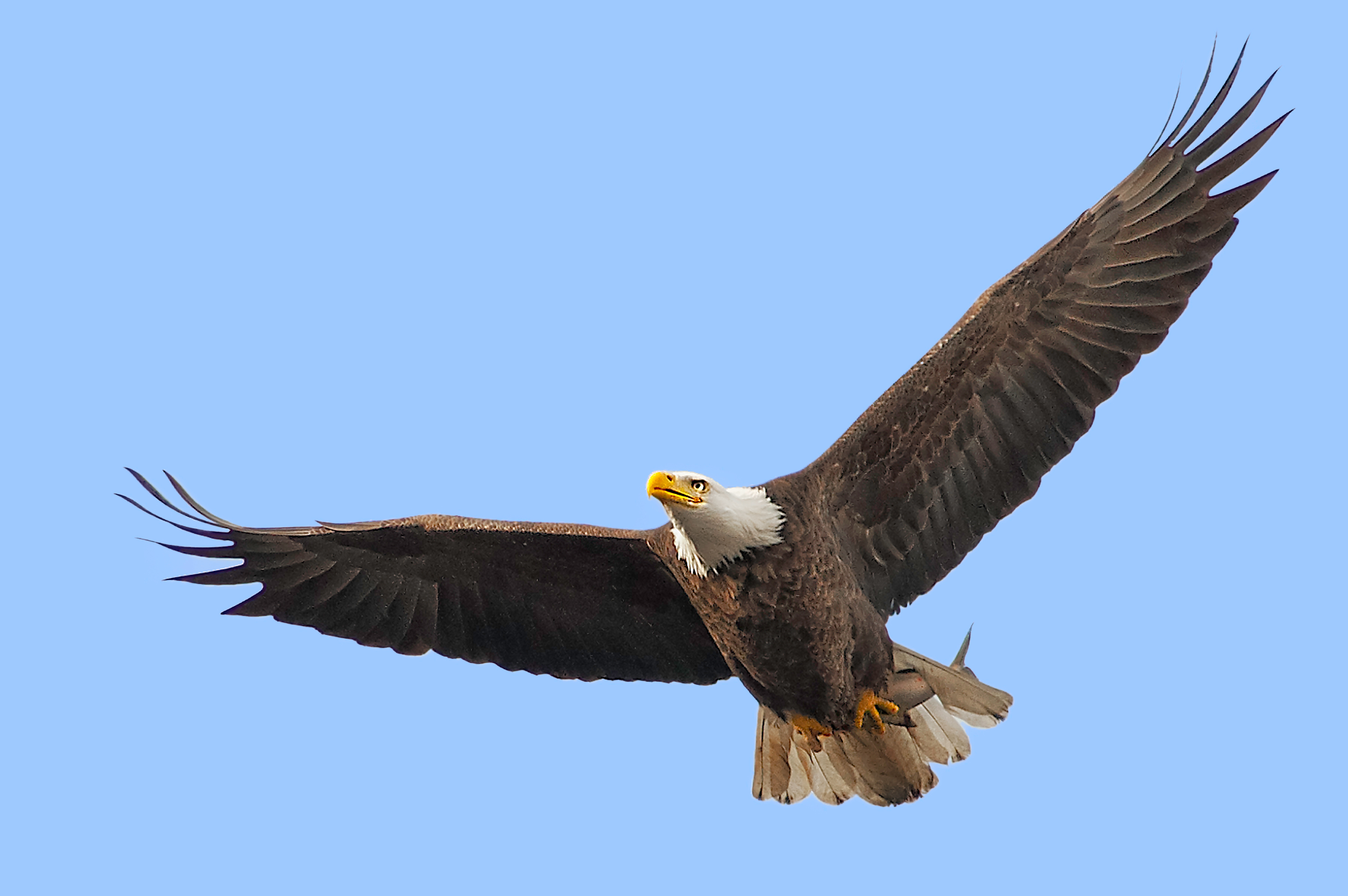 American Bald Eagle in Flight with Its Fish Catch | Stephen L 