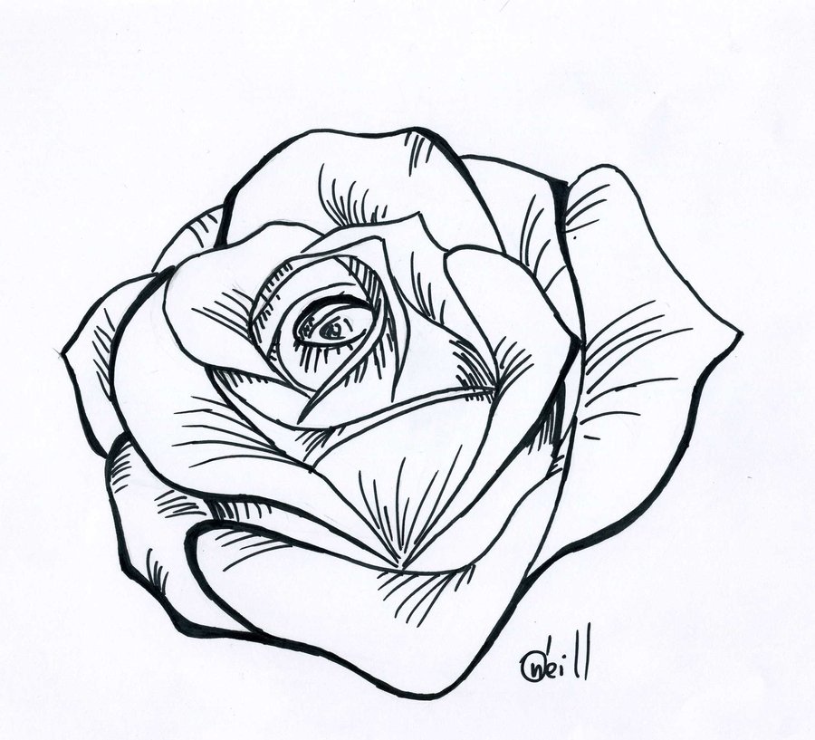Rose Line Drawings