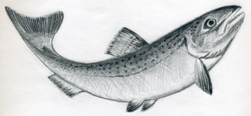 Free Fish Drawings, Download Free Fish Drawings png images, Free