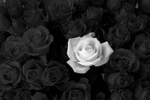 Free Black And White Rose Wallpaper, Download Free Black And White Rose  Wallpaper png images, Free ClipArts on Clipart Library