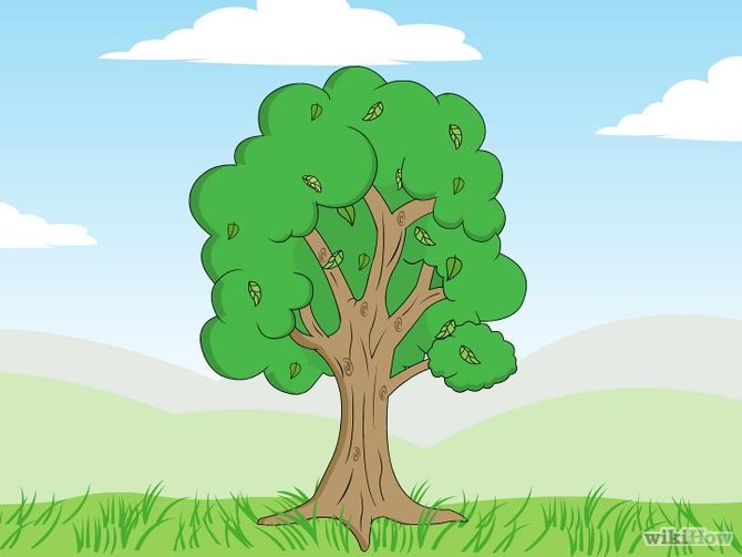 How to Determine the Age of a Tree: 5 Steps (with Pictures)