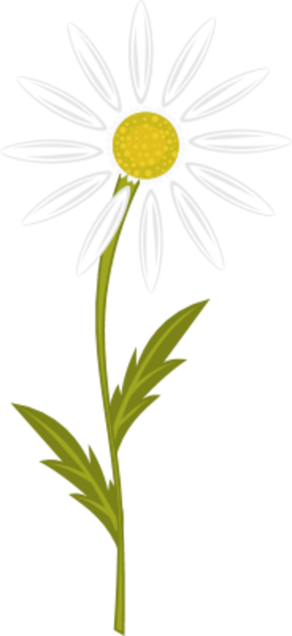 Chamomile plant - vector Clip Art