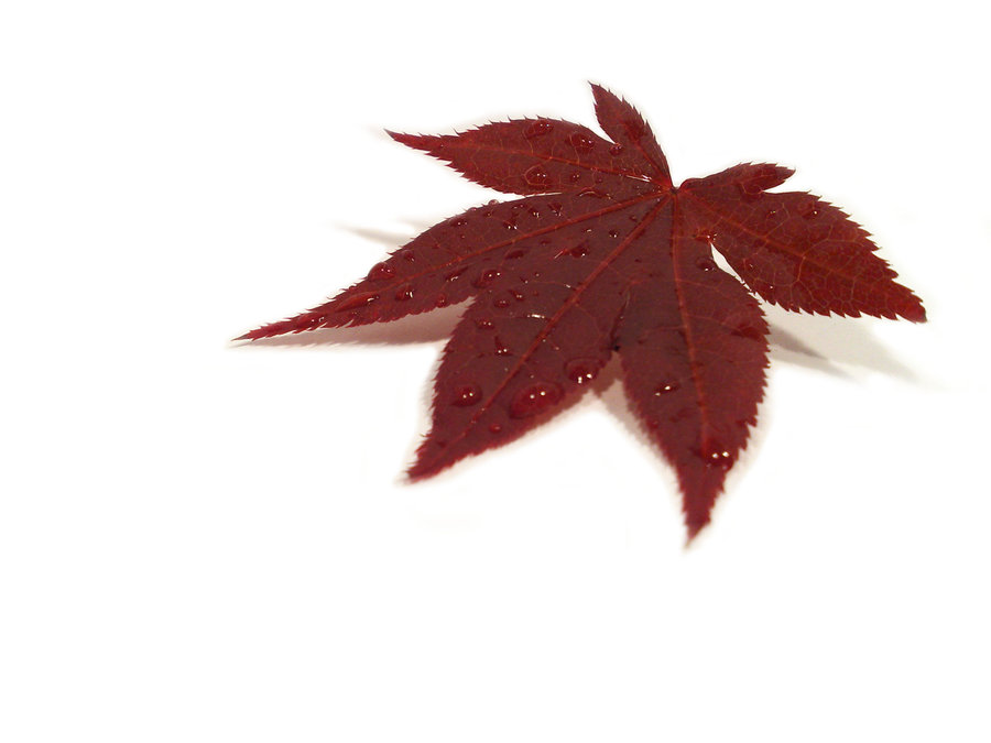 inyii9dyco: japanese maple leaf