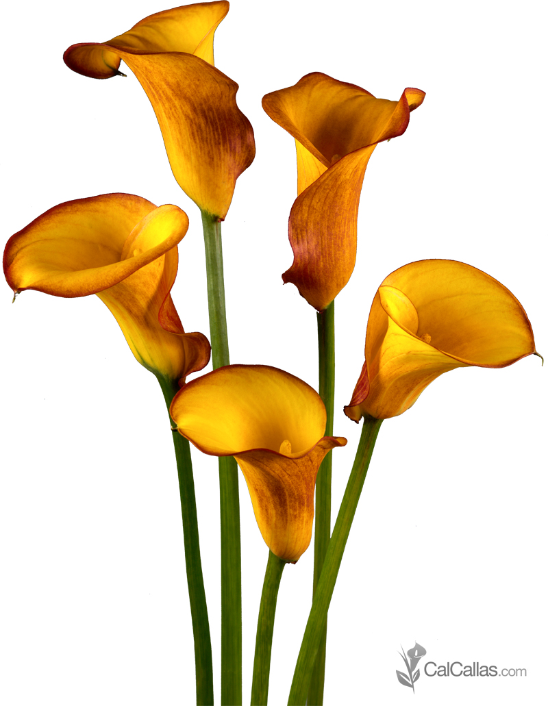 Bulk Orange Calla Lilies - Fresh Flowers From California