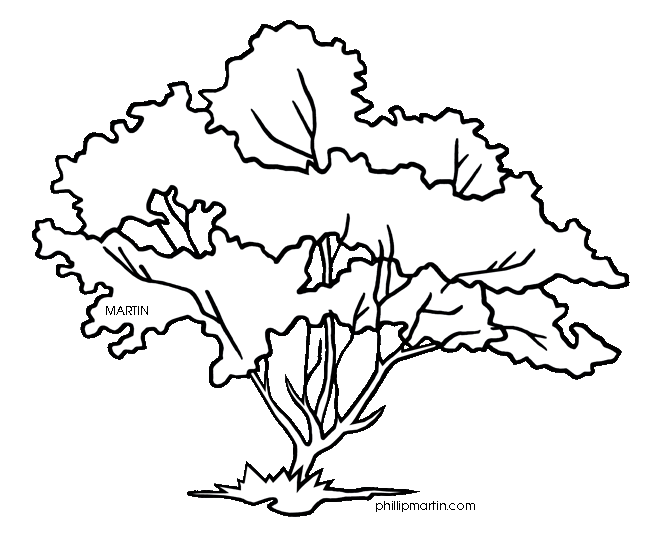 Pix For  Dogwood Tree Flower Drawing