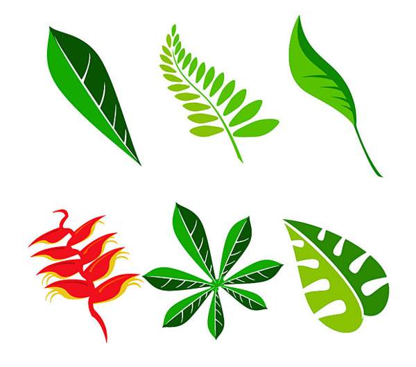 Leaf Templates - Clipart library