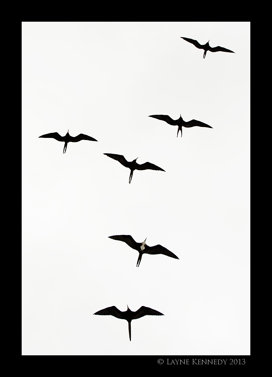 Pin Frigate Bird In Flight Above Atiu on Pinterest