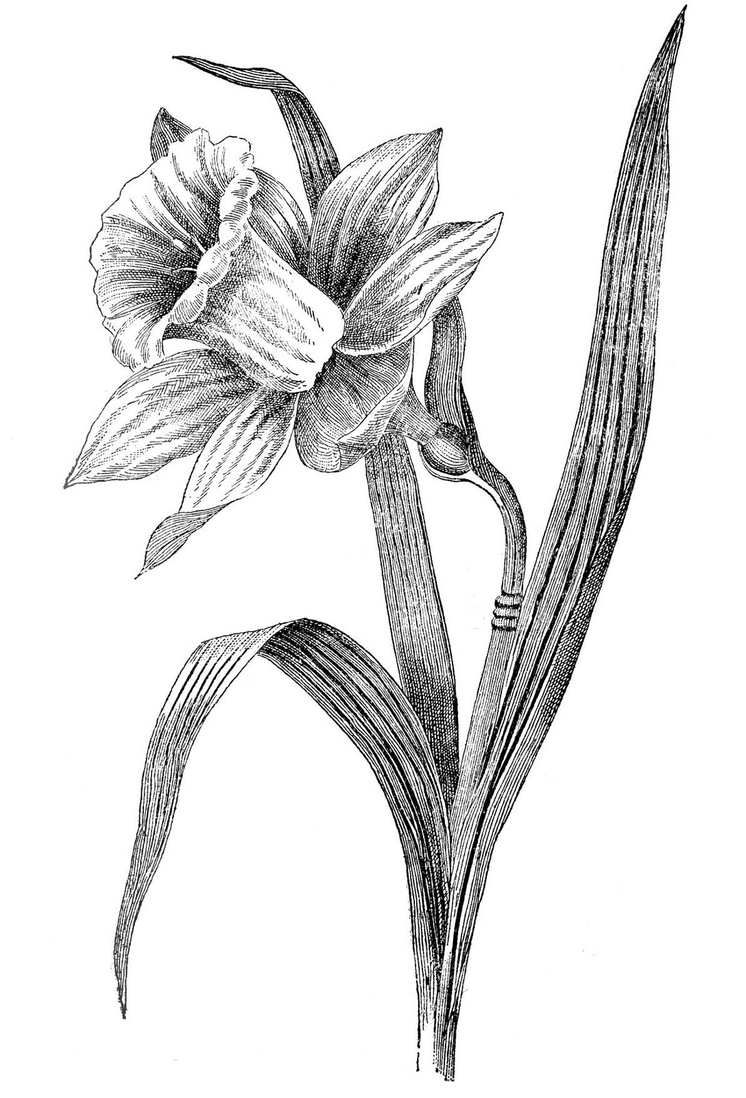 Free Daffodils Drawing, Download Free Daffodils Drawing png images