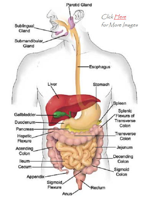 Female Human Body Organs Diagram | Human Anatomy Body Ideas - Clip Art