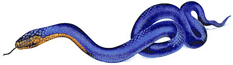 Animated Snake Images - Clipart library