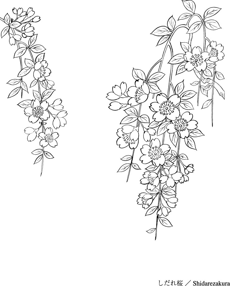 Vector line drawing of flowers-43(Sakura) Free Vector 