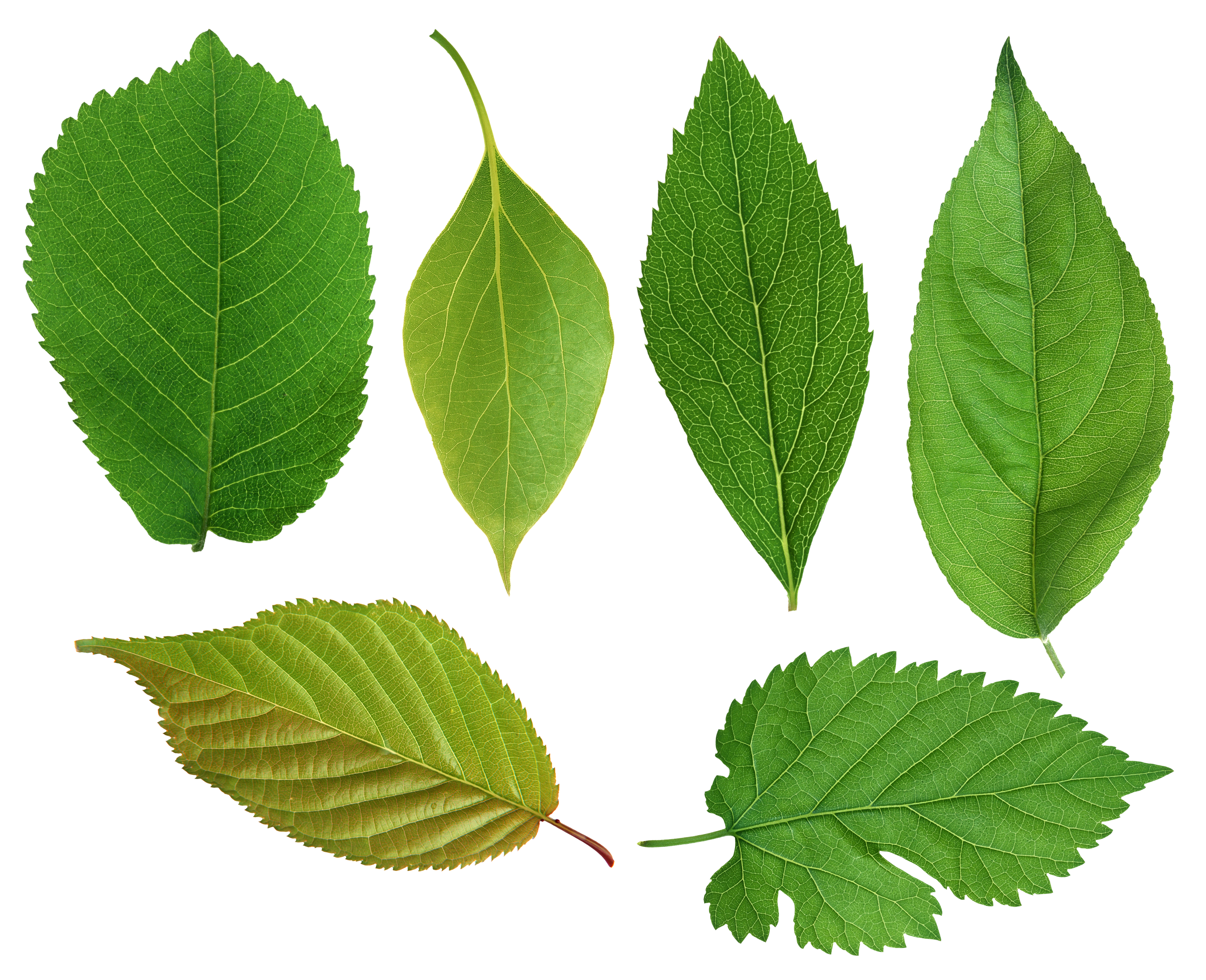 free-leaves-download-free-leaves-png-images-free-cliparts-on-clipart