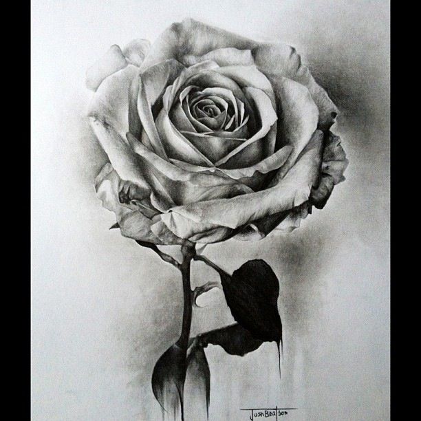 Black and White Rose pencil sketch. Josh Beatson | flower drawings 