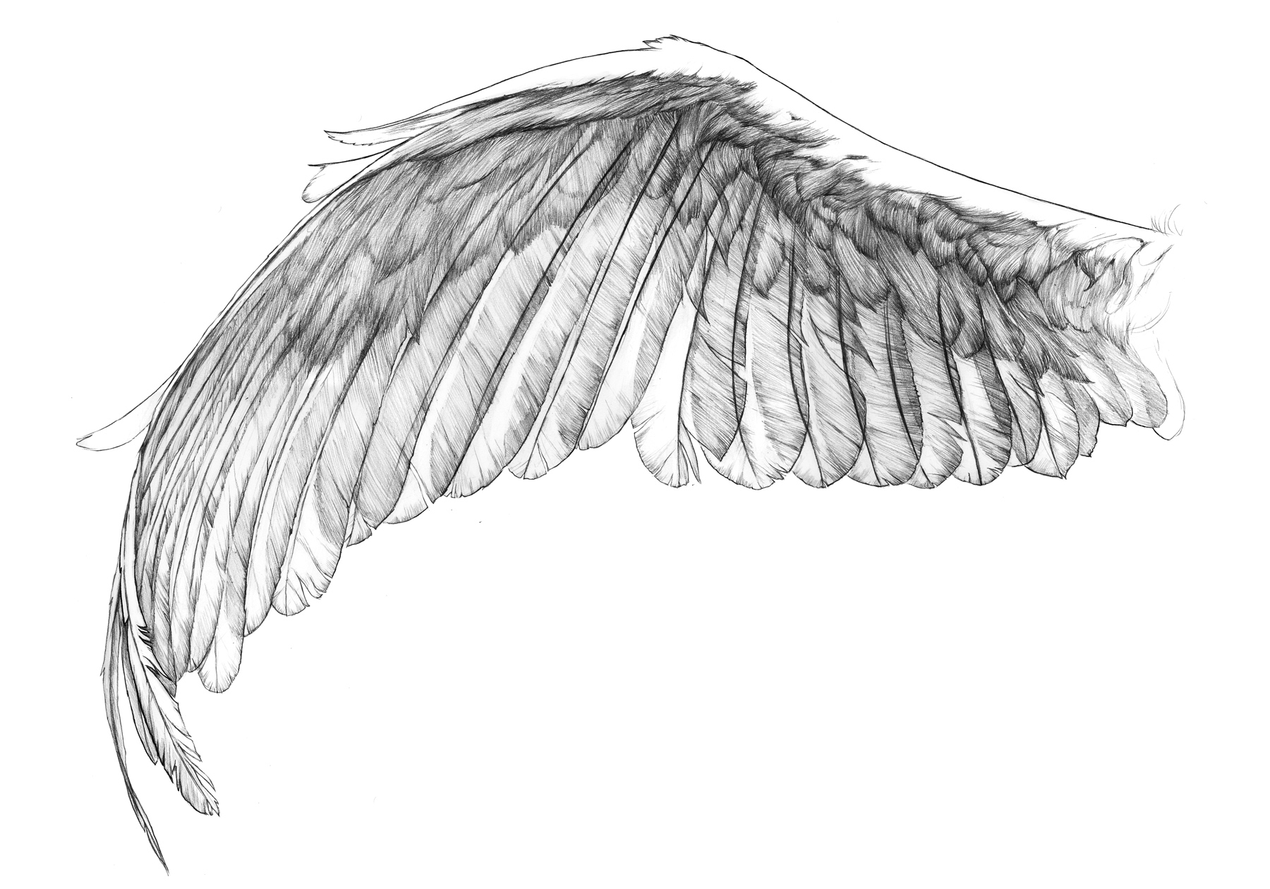 sketchPost ? Wing.