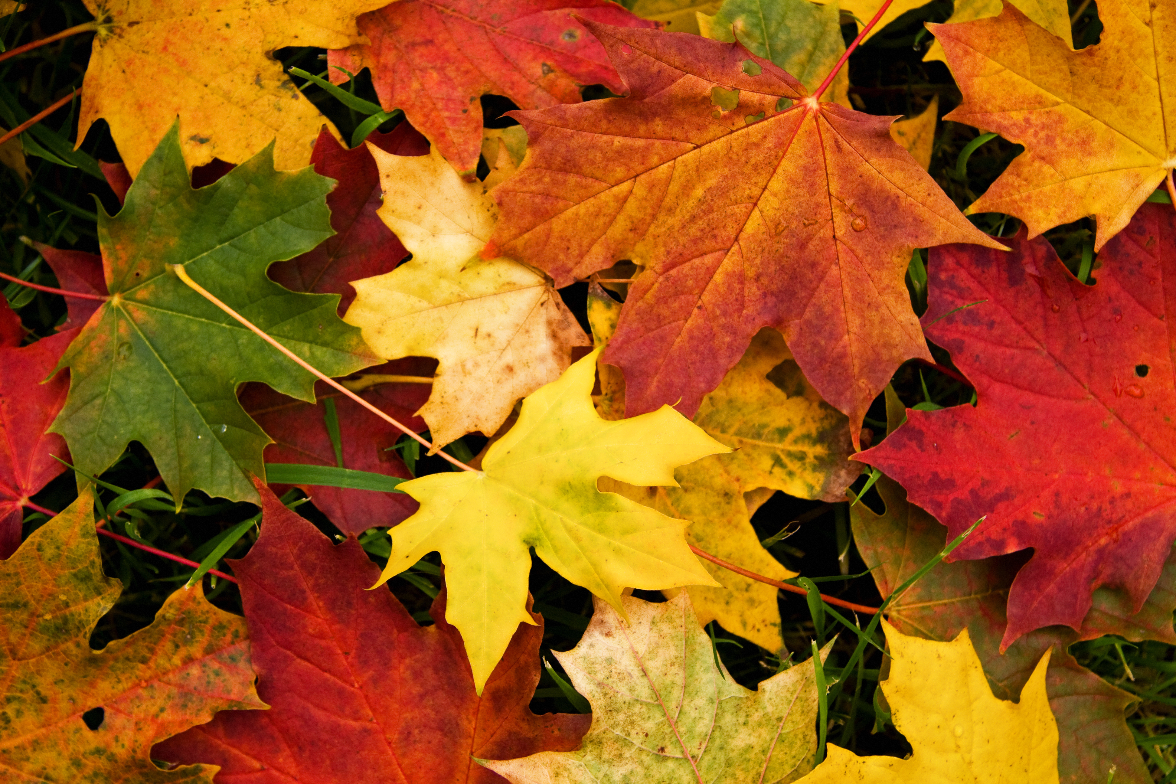 pictures of autumn leaves