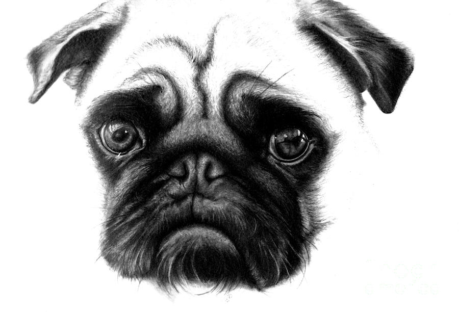 NEW DRAWING DOGS REALISTIC | Drawing Tips 3