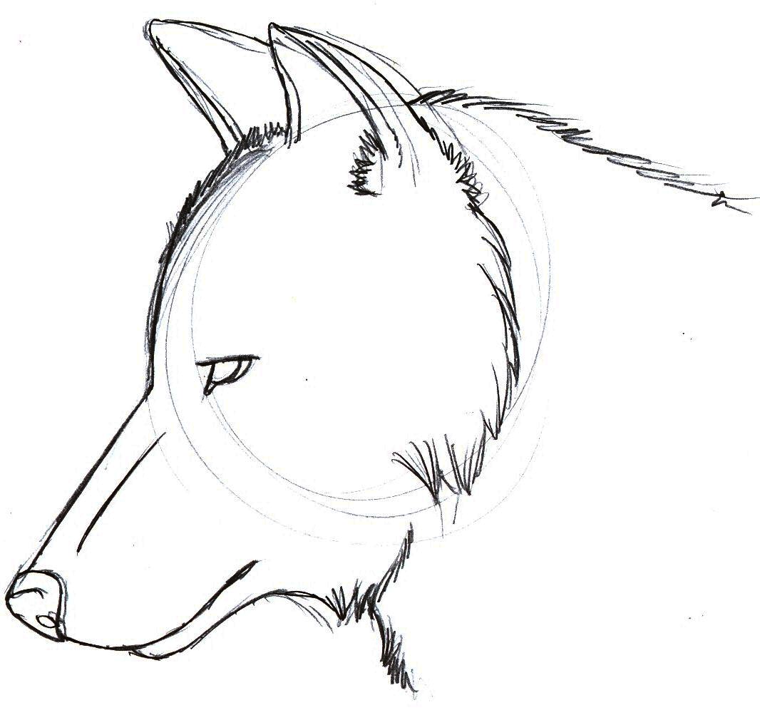 how to draw wolf head step by step