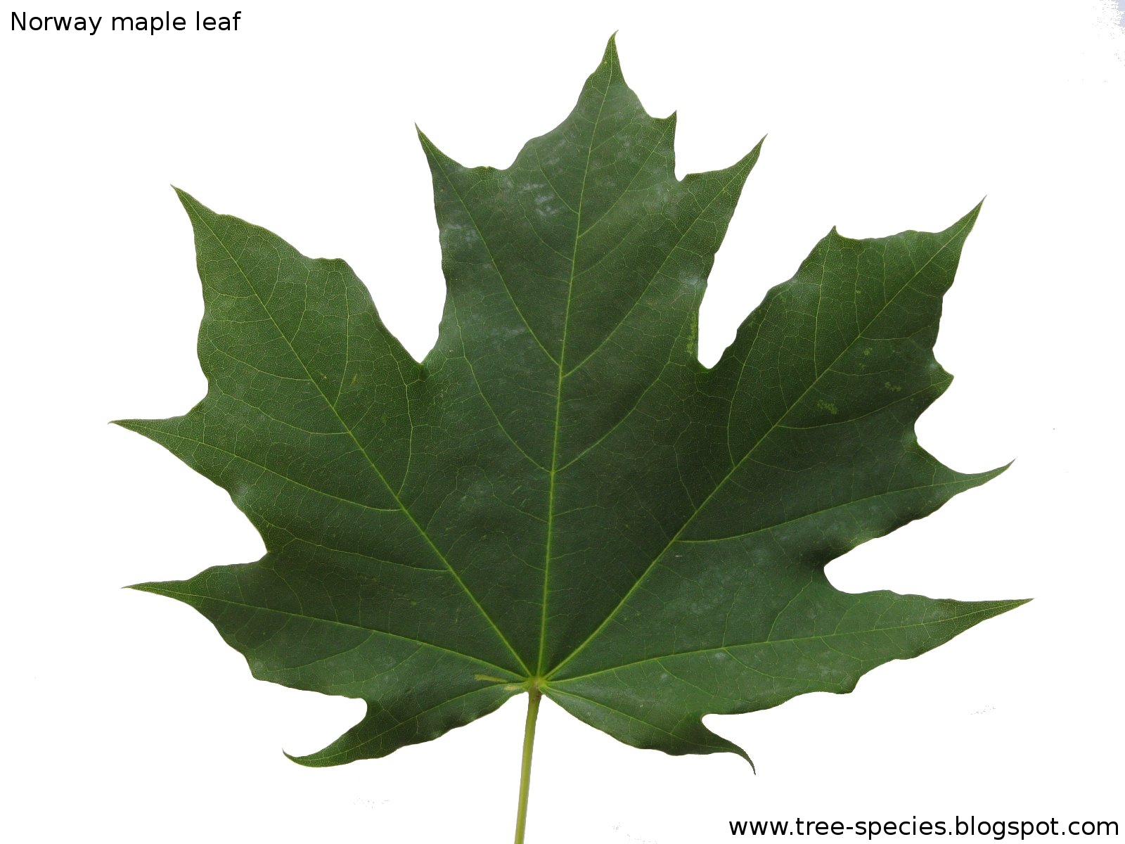 The World?s Tree Species: Norway maple leaf