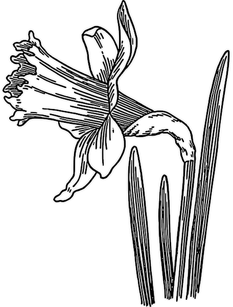 Free Daffodil Clipart - Public Domain Flower clip art, images and 