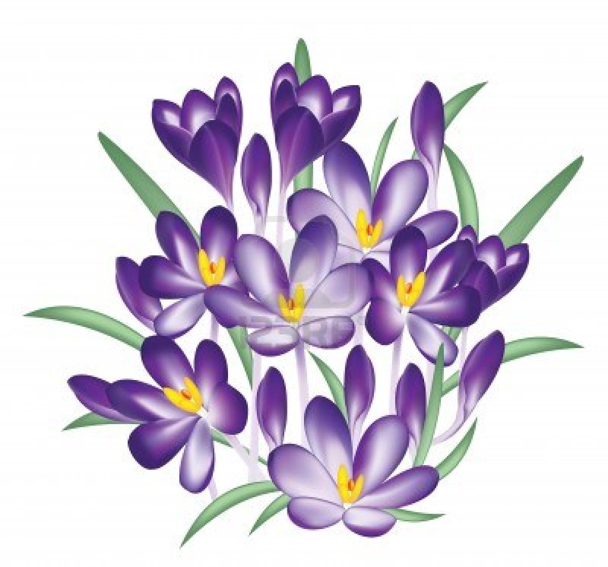 Purple Wedding Flowers Clipart Crocus Stock Illustrations Cliparts 