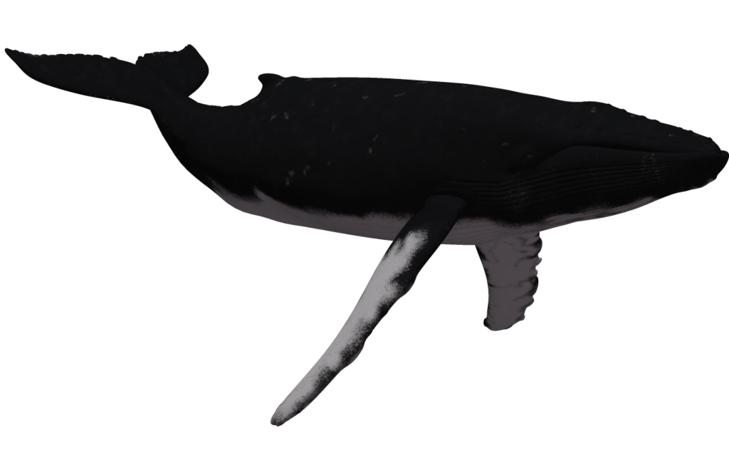 Humpback Whale 02 by wolverine041269 on Clipart library