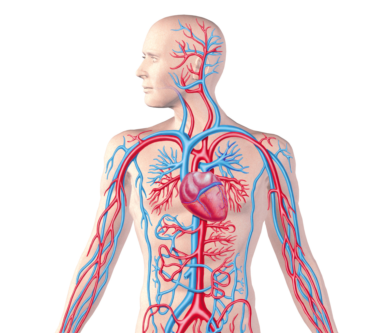 Human Circulatory System Clip Art Illustrations By Julie Ridge Designs