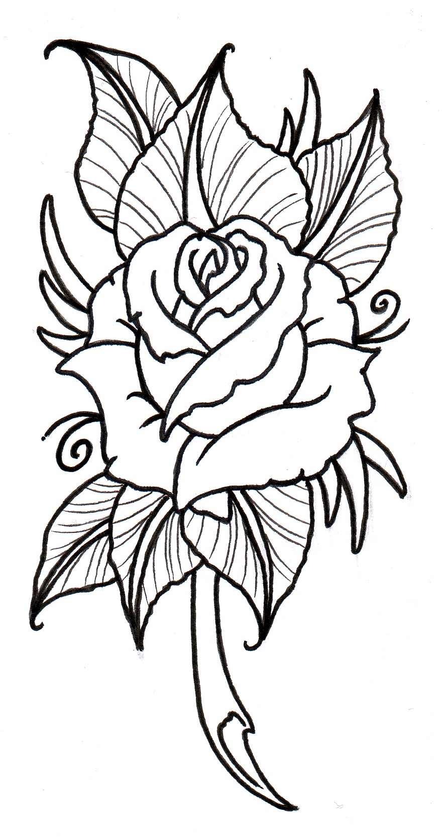 Rose Drawing Outline - Gallery