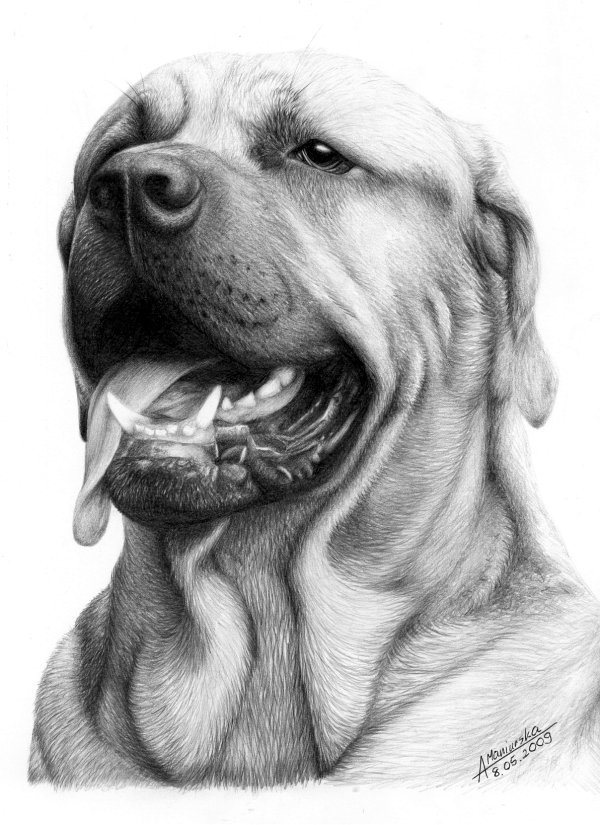 Free Drawings Of Dog Download Free Clip Art Free Clip Art On