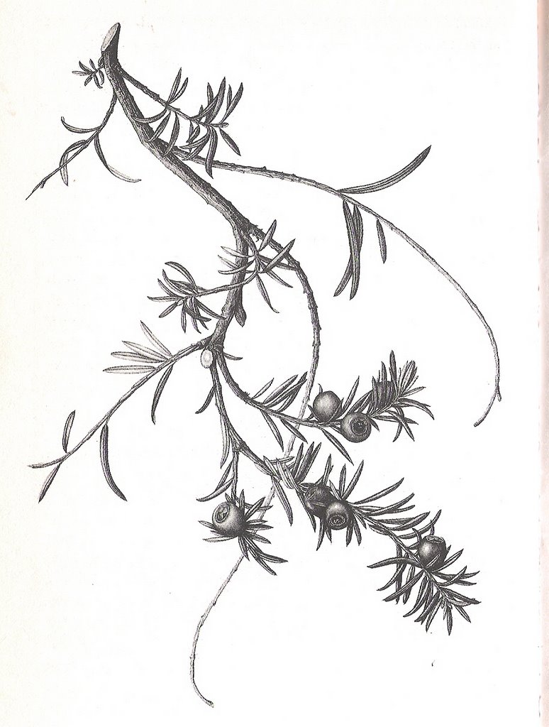 Free Plantain Tree Drawing, Download Free Plantain Tree Drawing png