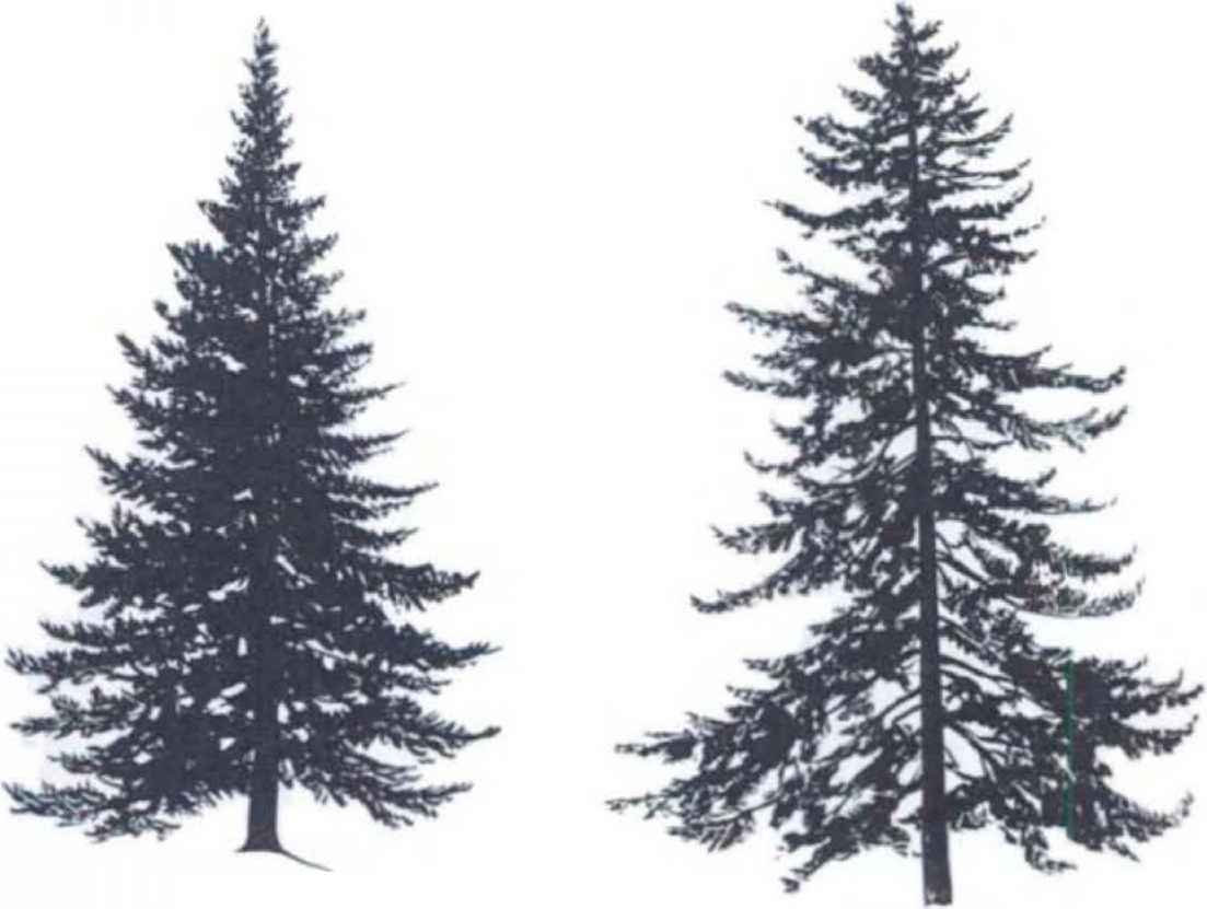 clipart spruce tree - photo #48