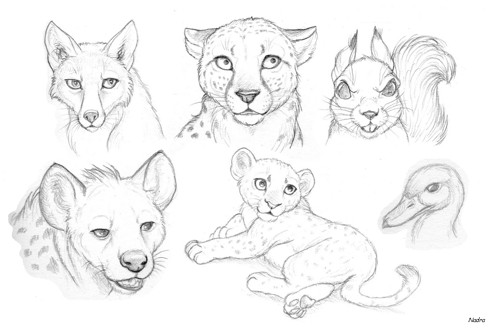Free Drawings Of Animals, Download Free Drawings Of Animals png images,  Free ClipArts on Clipart Library