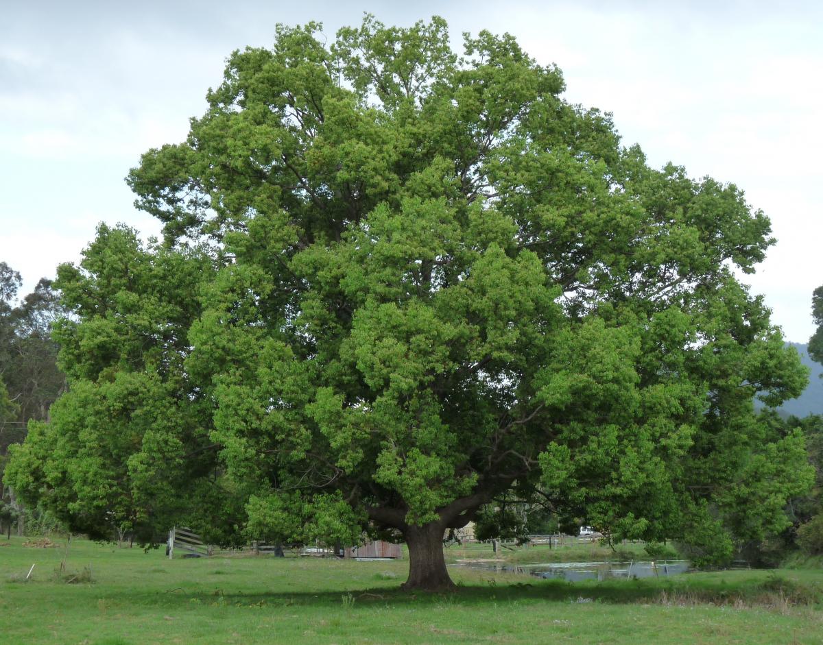 Tree benefits - (and costs) from an Arborists perspective 