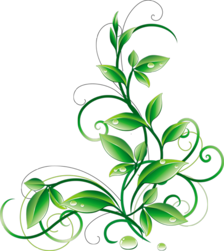 Floral Green Leaves and Water Droplets PNG Clipart
