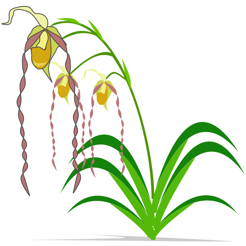 Free to Use  Public Domain Orchid Flower Clip Art