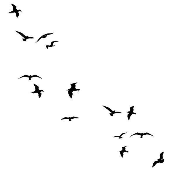 Birds flying away silhouette line | bird | Clipart library