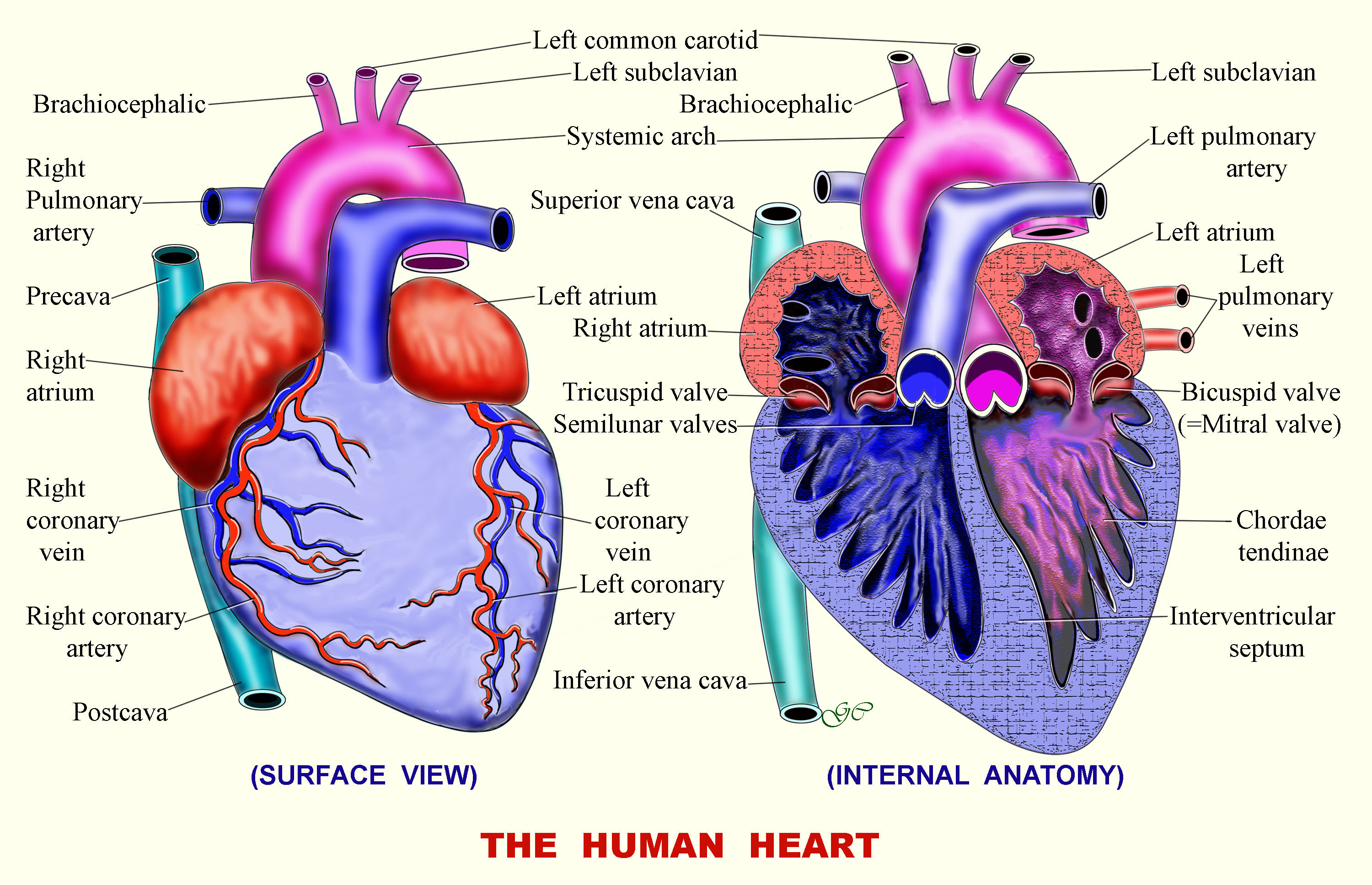 Free Circulatory System, Download Free Circulatory System png images