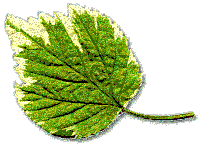 Free Leaves Clipart. Free Clipart Images, Graphics, Animated Gifs 