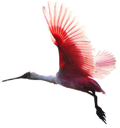 Free Flying Bird Png, Download Free Clip Art, Free Clip Art on Clipart