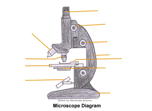 Microscope Diagram and Functions