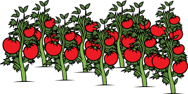 Free Tomatoes Clipart, Download Free Tomatoes Clipart png images, Free