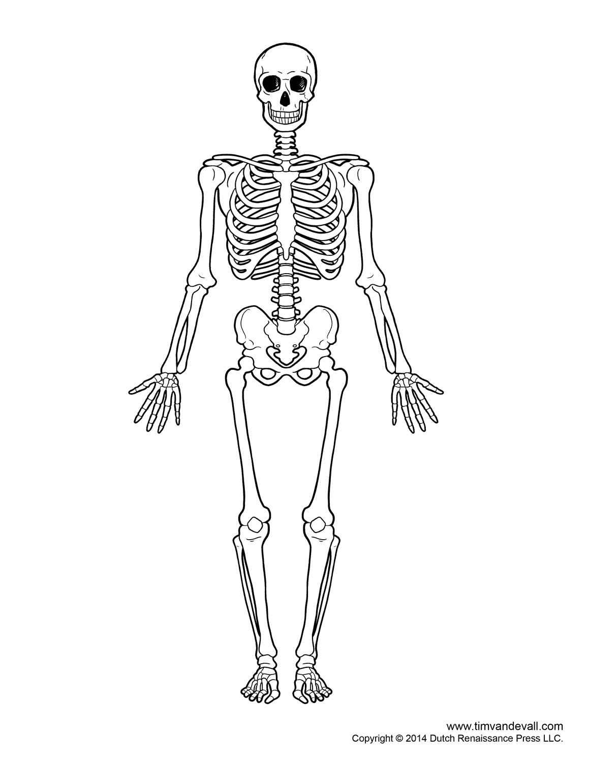 Free Kids Skeleton Drawing, Download Free Kids Skeleton Drawing Within Skeletal System Labeling Worksheet Pdf