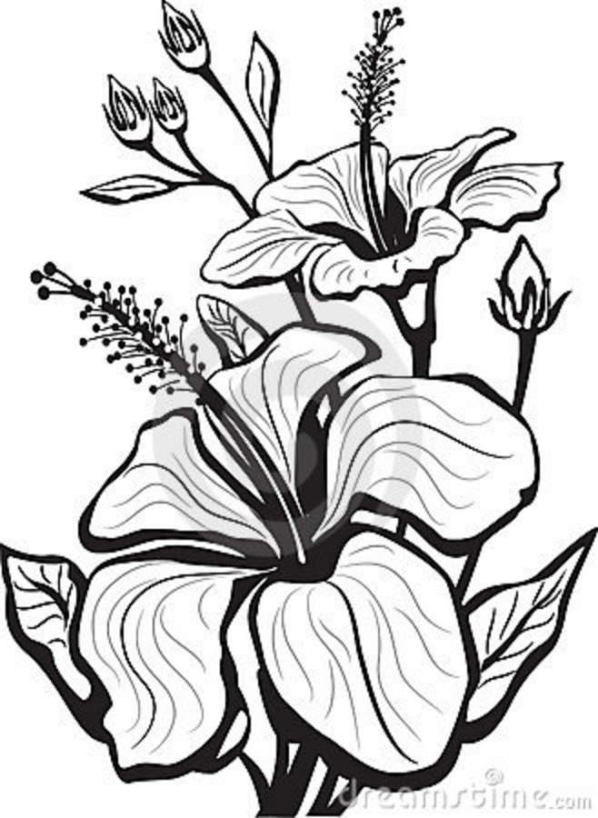 hibiscus flower drawing - Google Search | hybiscus study | Clipart library