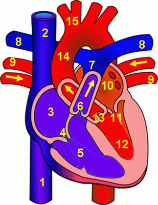 Unlabelled Diagram Of The Heart# - Clipart library