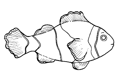 Clown Fish Drawing Outline - Gallery