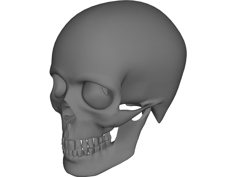 Human Skull 3d Model Free Download