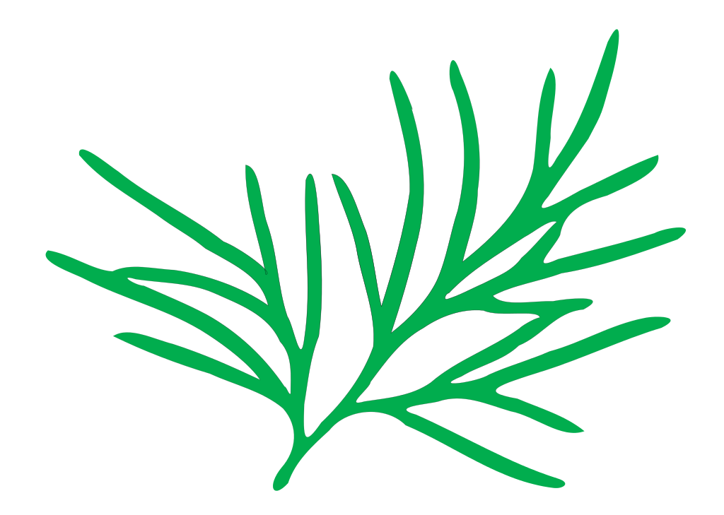 File:Leaf morphology multifide - Wikimedia Commons