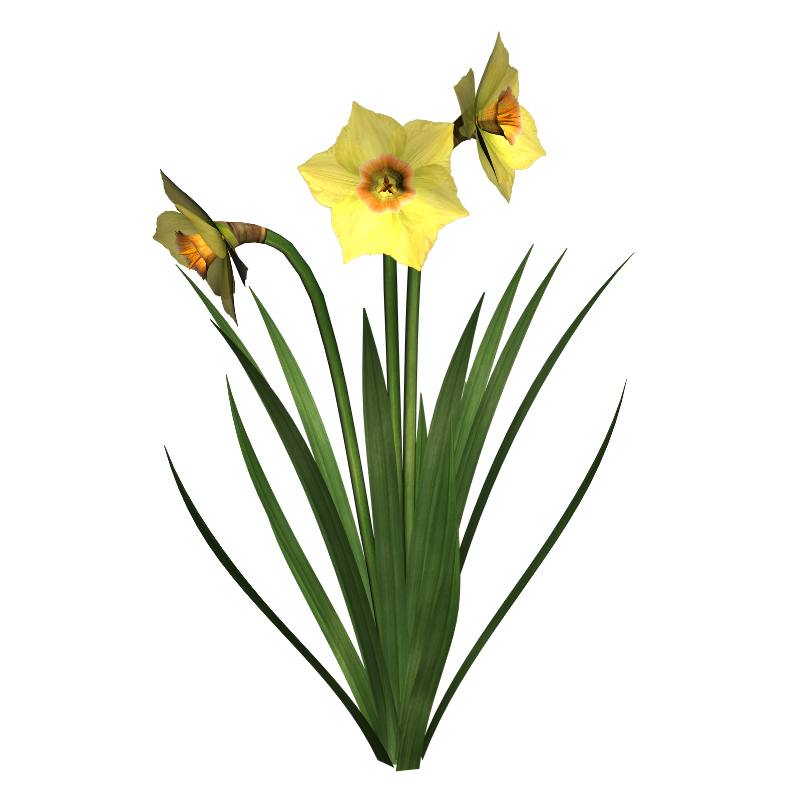 daffodil flower clip art free - photo #18