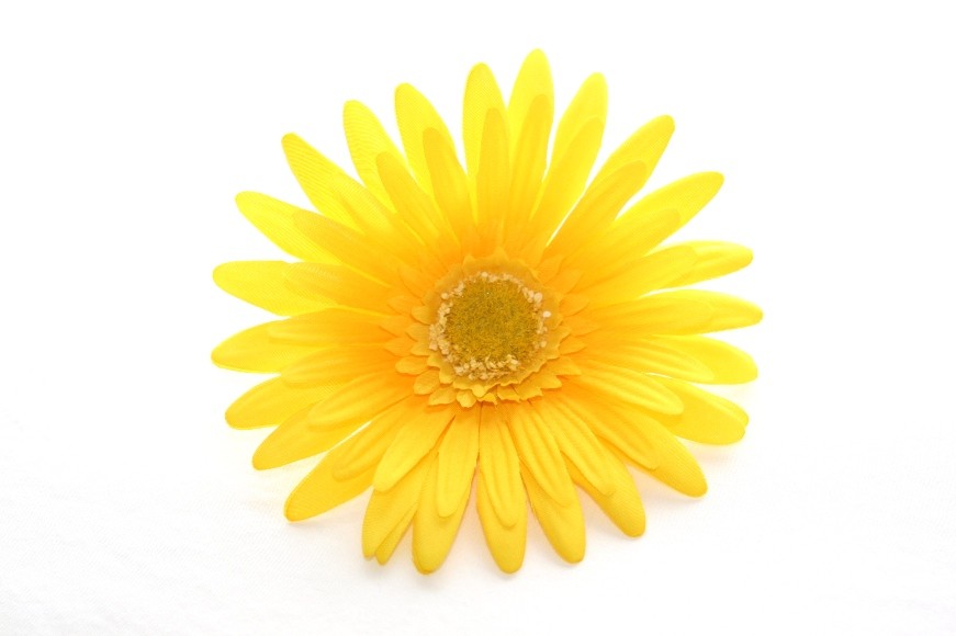 AWESOME bright Yellow Gerber Daisy 4.5 Inches of by simplyserra