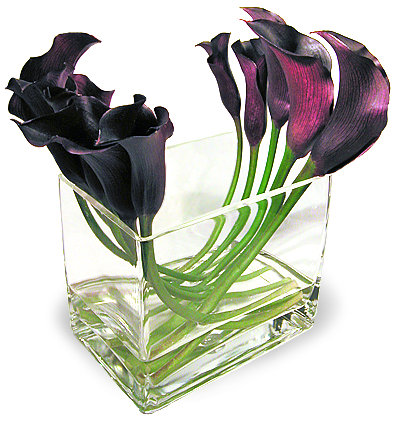 Dark Choco Calla Lilies | Somerset Gifts
